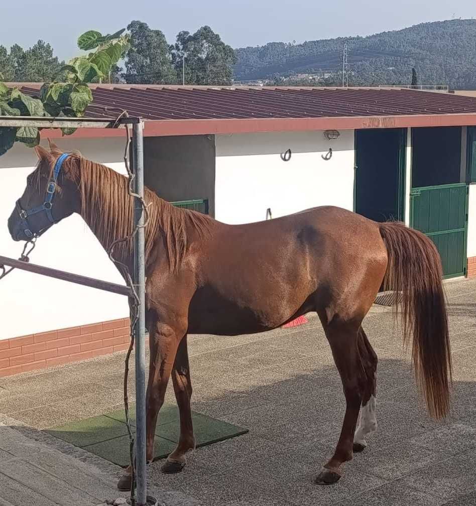 Cavalo Luso-Árabe