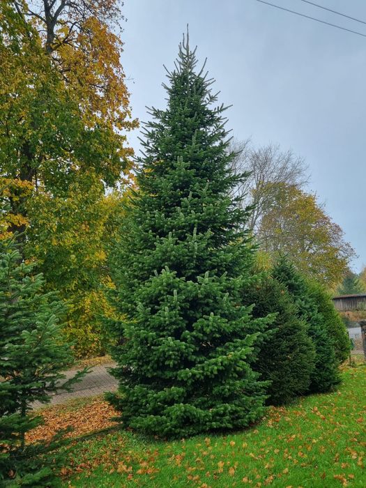 Choinka Jodła kaukaska duża 4-5 m