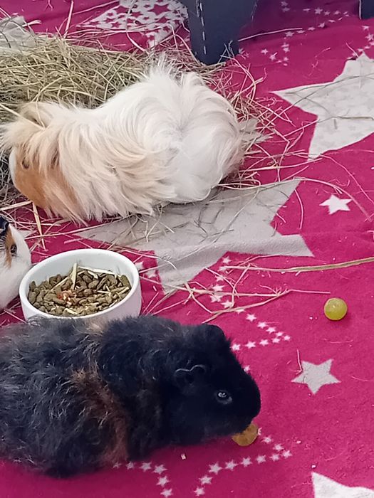 oddam świnki morskie