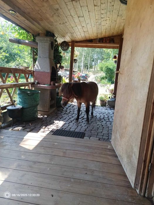 PILNE ogierek jasnogniady lub zamiana