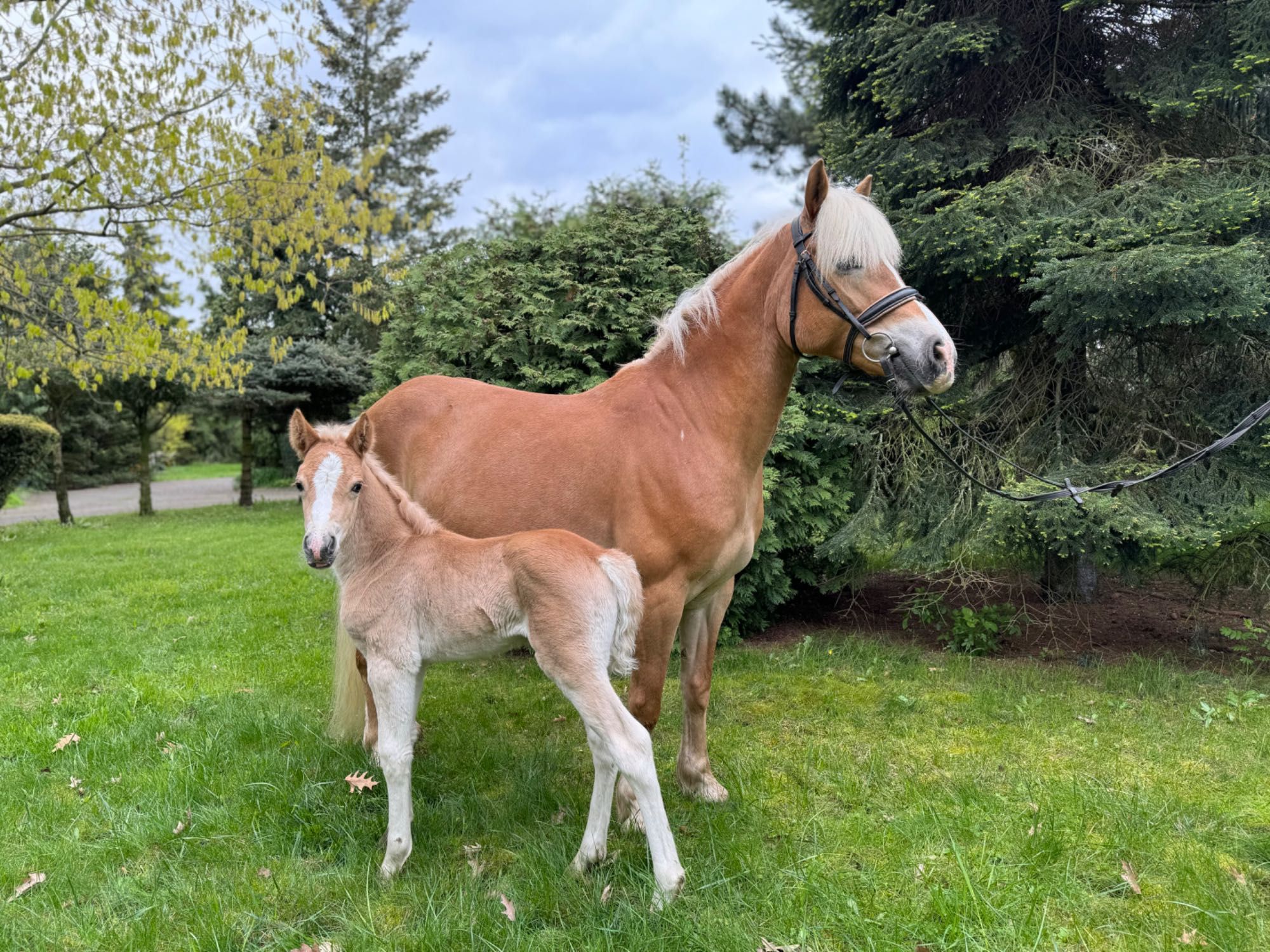 Haflinger ze źrebakiem kuc grupy D