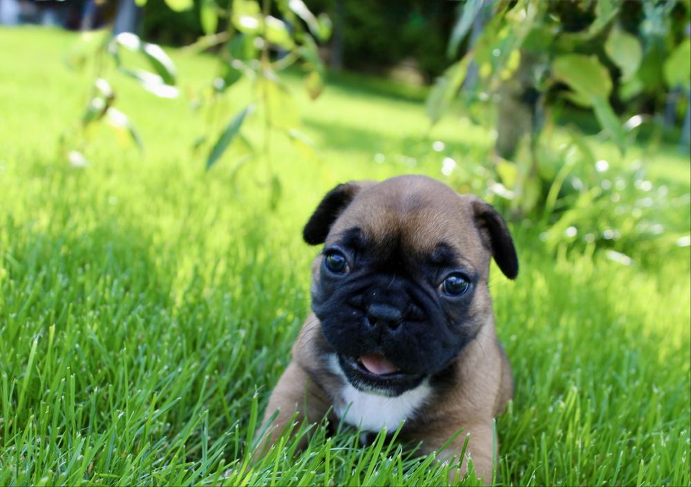 Buldog francuski miot A