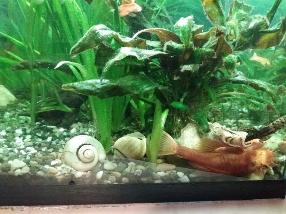 Анцитрус чистильщик и Гуппи