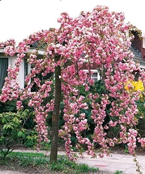 Wiśnia Piłkowana Kiku-Shidare -Zakura 180 cm 260 zł