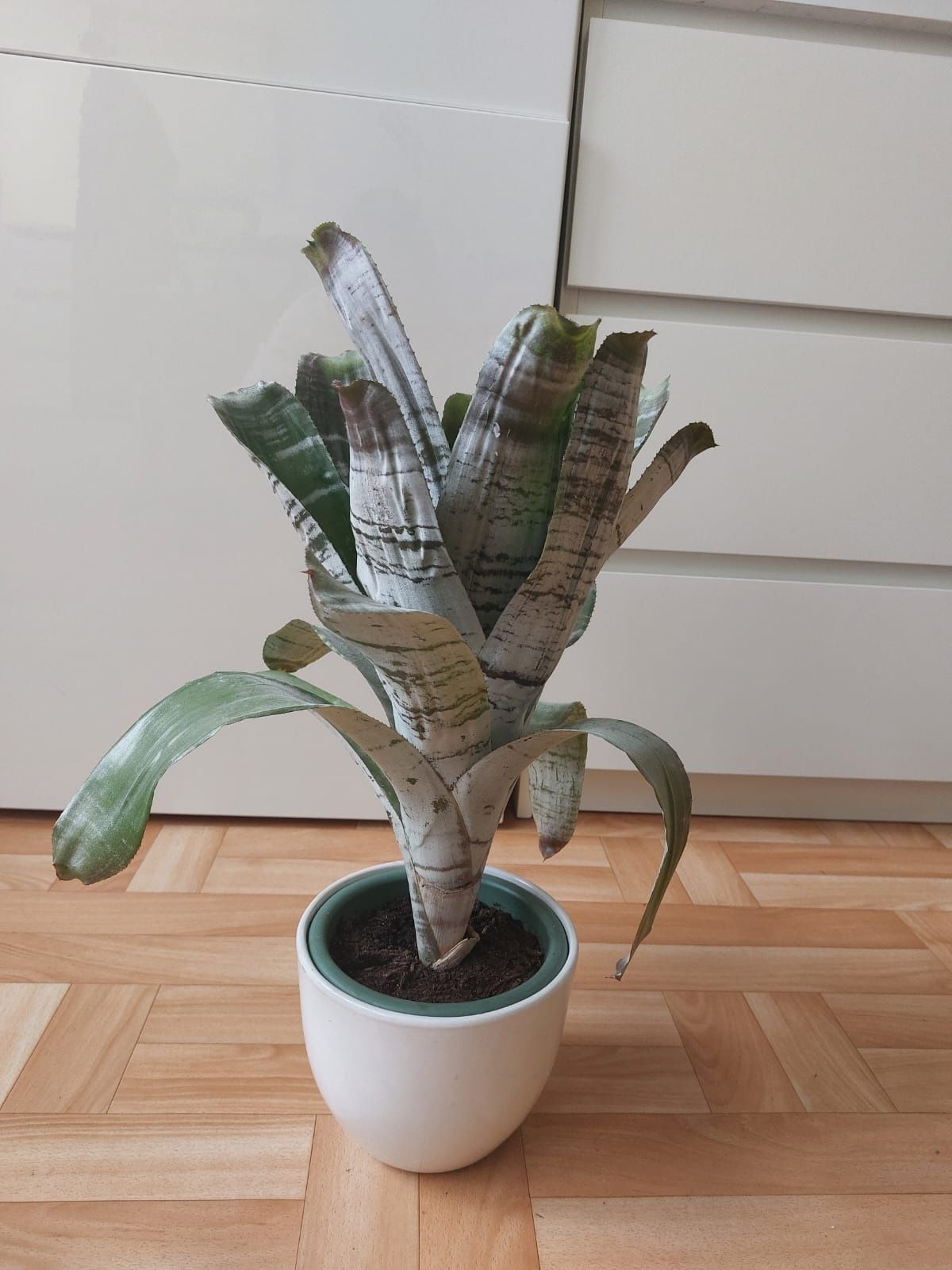 Aechmea wstegowana kwiat  40 zł