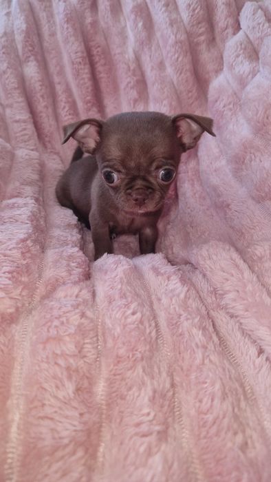 Chihuahua suczka maleńka do odbioru czekoladowa