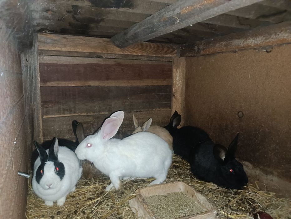 Młode króliki z 2025r