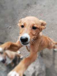 Bine- cachorrinha para adoção responsável