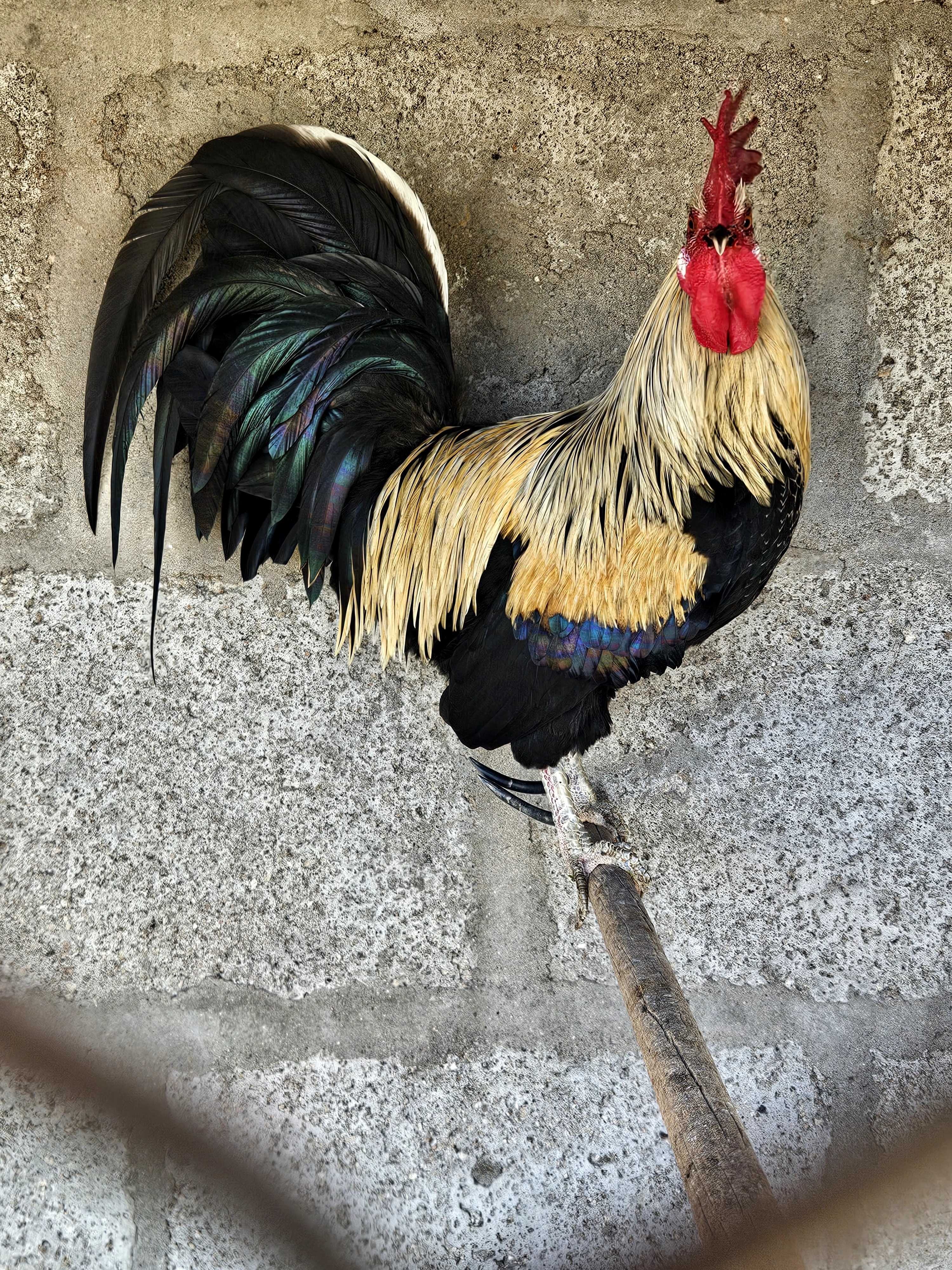 Garnizo de estimação