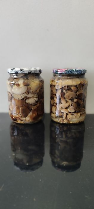 Grzyby marynowane opieńki