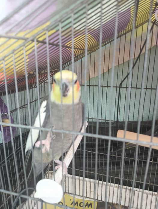 Casal de caturras reprodutores