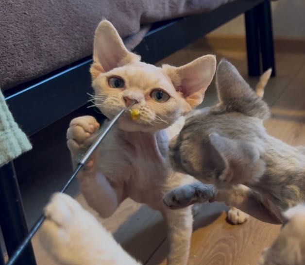 Devon Rex kremowy chłopiec