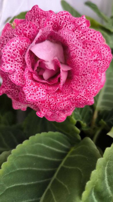 Глоксинія листочки