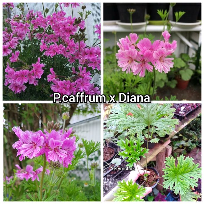 Пеларгонія великий вибір