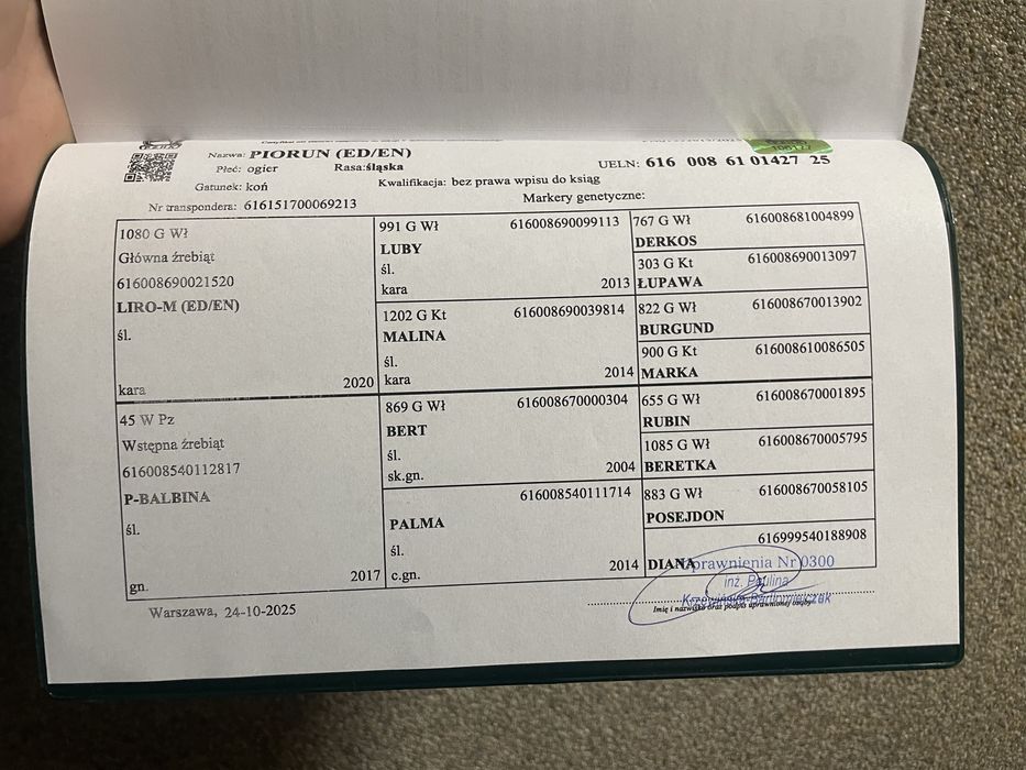 Ogierek Śląski 6 miesięcy niezwykły spokój