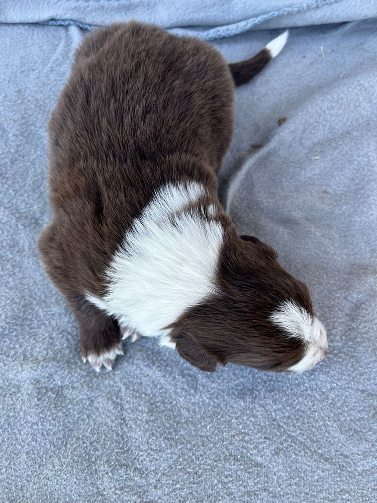 Border Collie czekoladowo-biały piesek