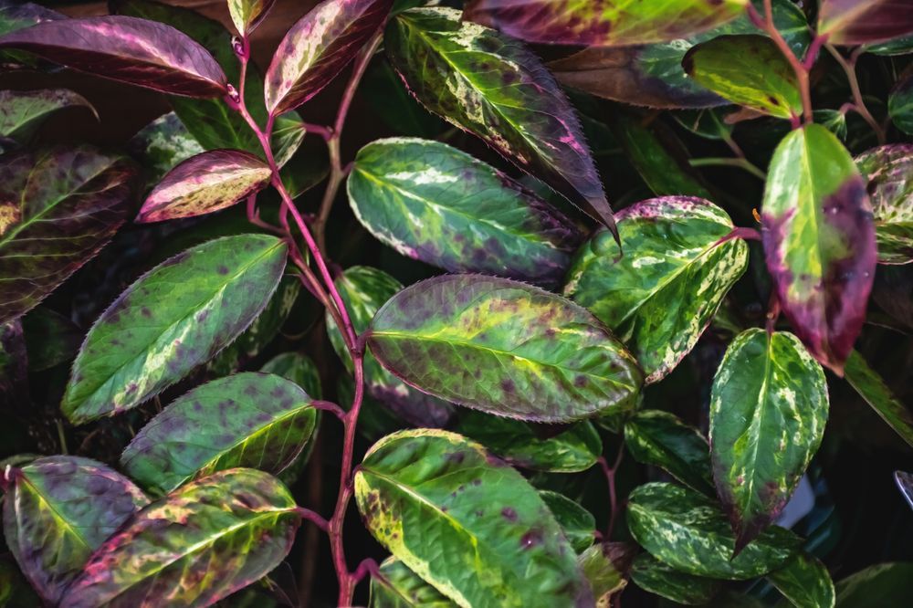 Kiścień wawrzynowy 'Makijaż' DUŻY doniczka 5.0L (Leucothoe)