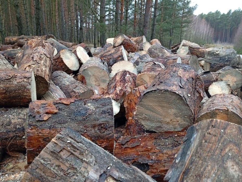 Drewno opałowe  sosna