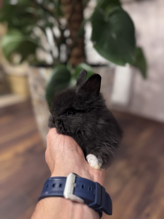 Króliczek Teddy karzełek najmniejszy miniaturka