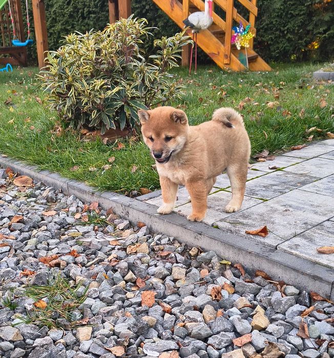Śliczna suczka Shiba Inu