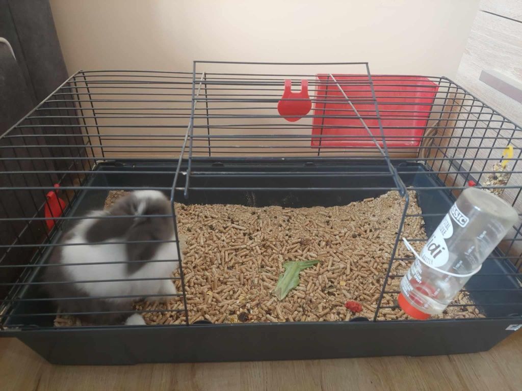 Króliczek rasa teddy
