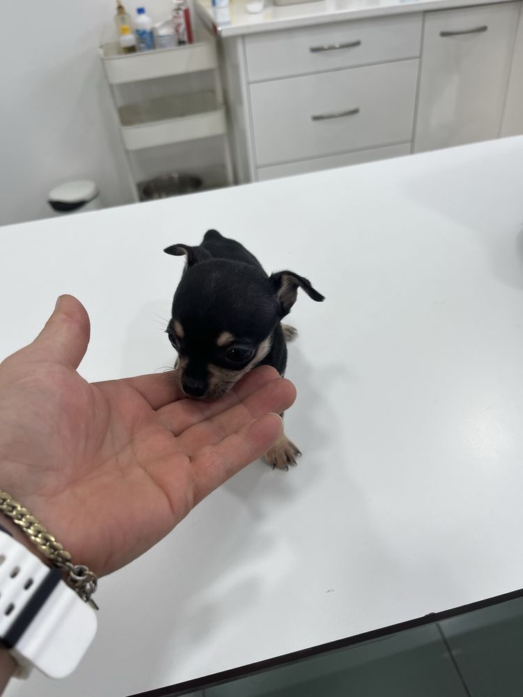 fêmea da raça Chihuahua, de pelo corto