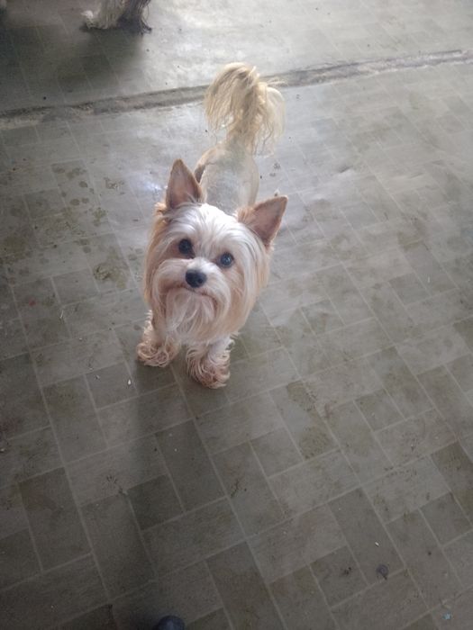 Хлопчик Йорк чекає наречену.