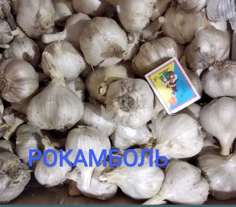 Чеснок Рокамболь