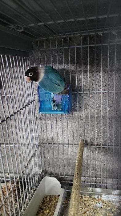 Agapórnis de várias raças disponíveis