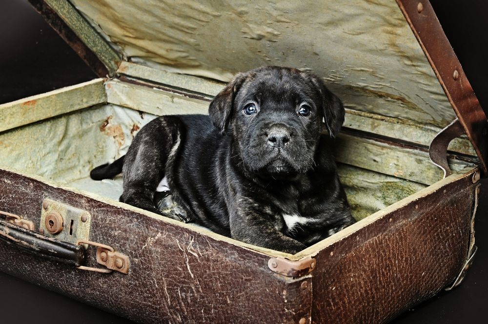 Cane Corso suczka ZKwP/fci