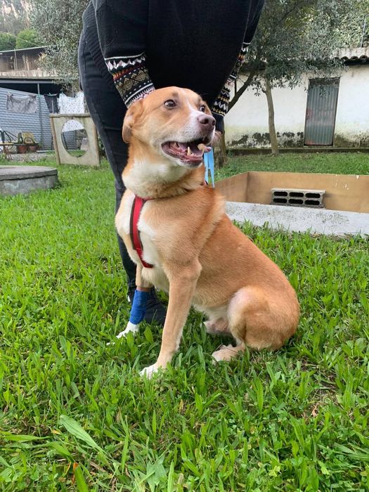 Macho para adopção responsável