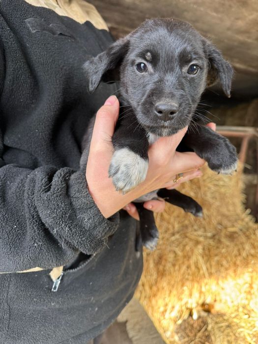 Oddam szczeniaki w dobre ręce (pieski)