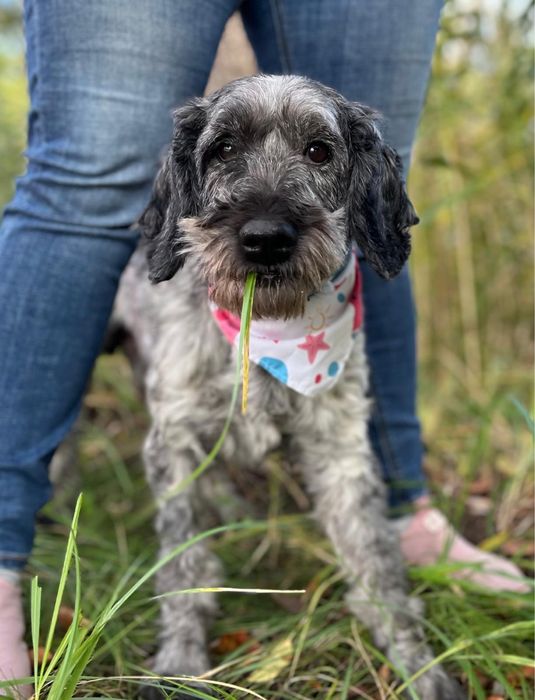 Pańcio w typie sznaucera szuka domu! Pomocy