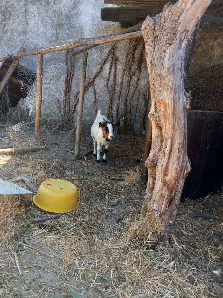 Cabras e bode raça anã para venda ou troca