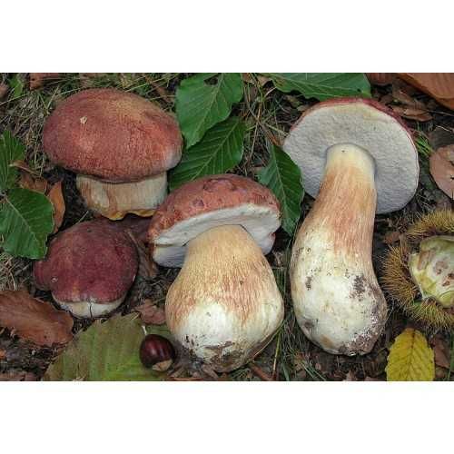 Мицелий 100 грамм Белый гриб сосновый (lat. Boletus pinophilus)