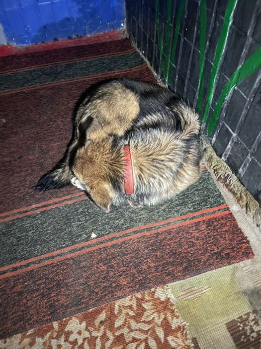 Замечен пес, Гагарина, зерновая