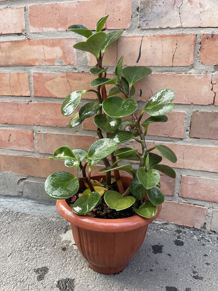 Кімнатна рослина. Пеперомія туполиста (Peperomia obtusifolia)