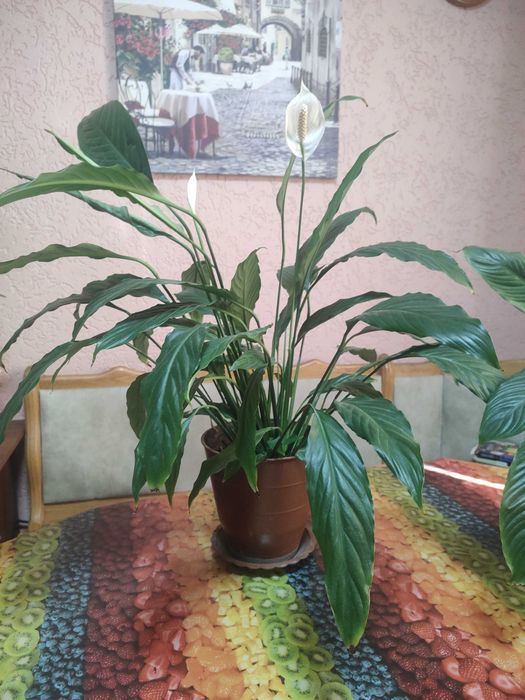 спатефілум кімнатний_висота від 40см до 80см