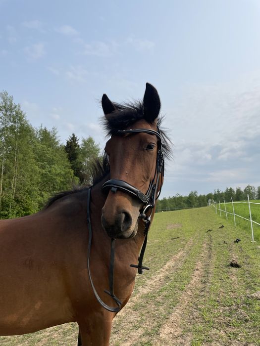 Sprzedam klacz małopolską