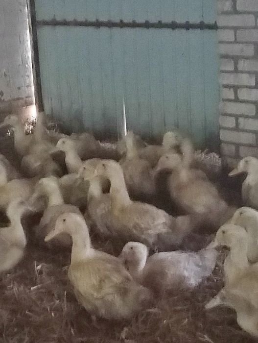 Kaczki Pekin czarninowe