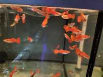 Gupik samiec 1 Red Blonde