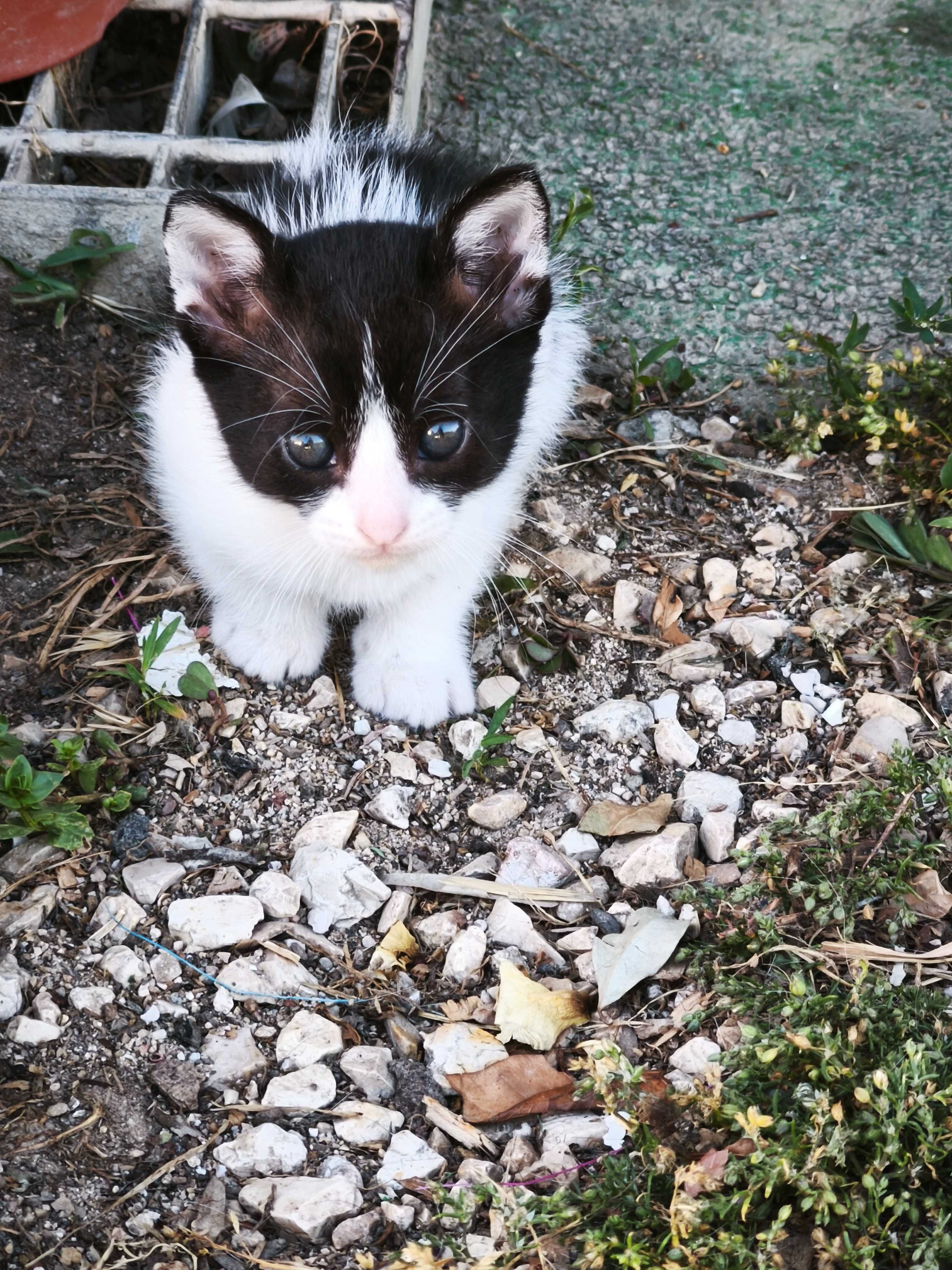 Da se gatos desparasitados sem vacinas