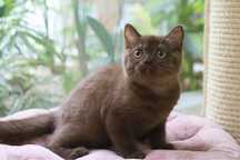 Fêmea  British Shorthair  chocolate com LOP