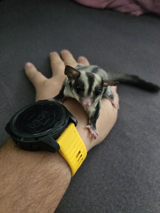 Samica lotopałanki karłowatej