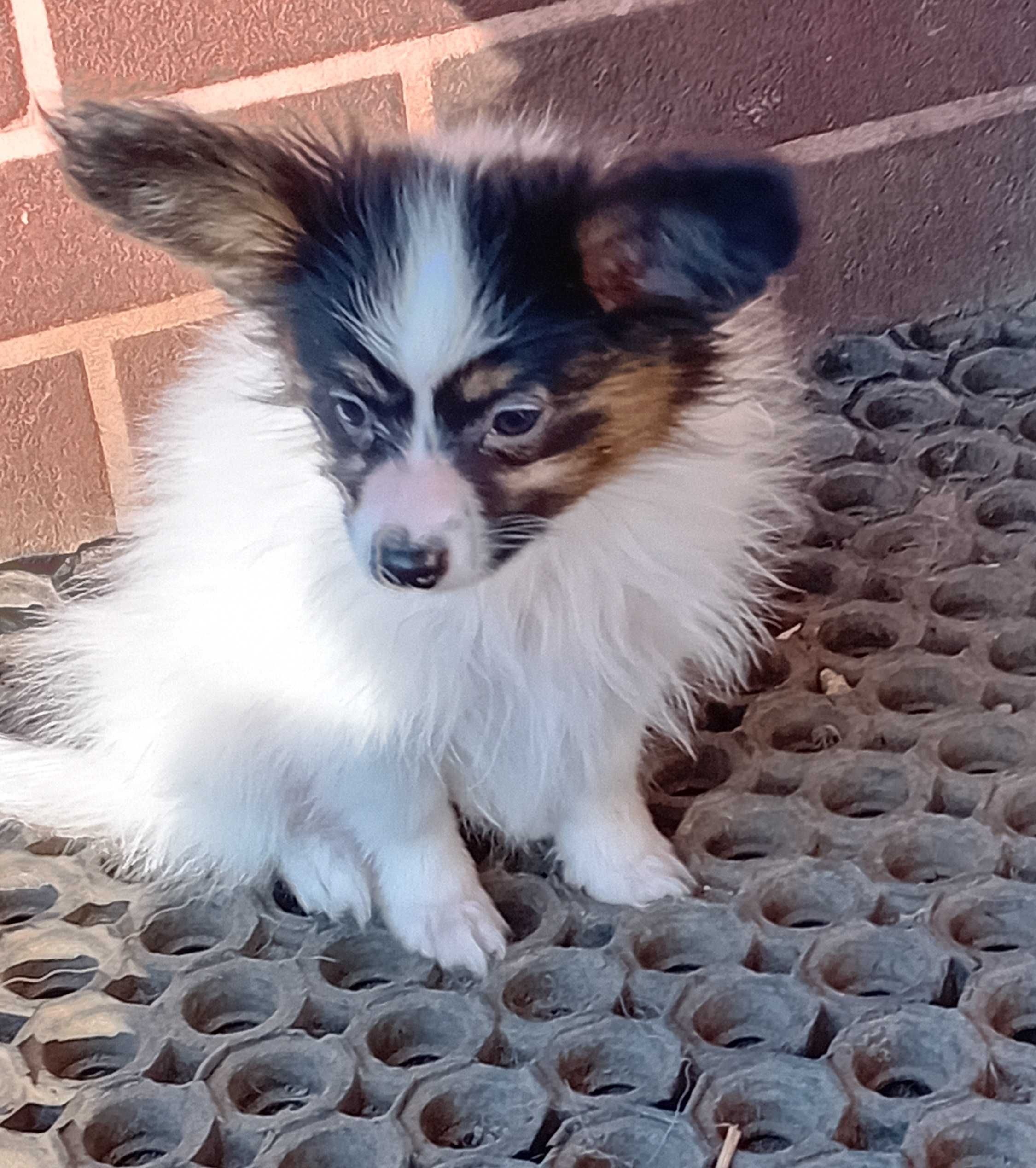 Papillon Spaniel Kontynentalny Piesek FCI / ZKwP