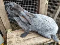 Продам кролів породи Полтавське срібло