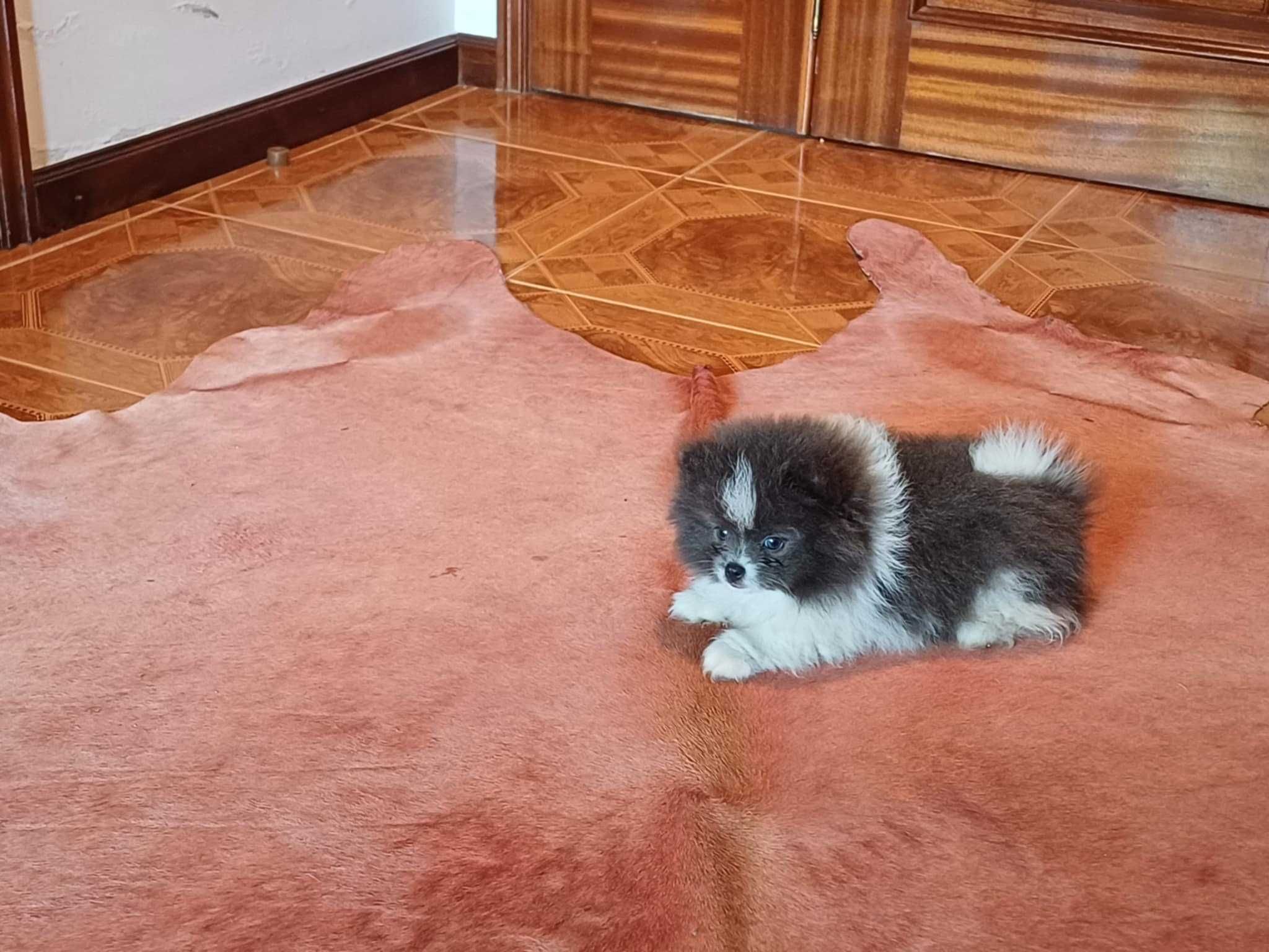 Spitz Alemão Anão/ Lulu da Pomerânia  FEMEA BRANCA E AZUL  LOP e AFIXO