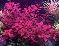 Plantas de aquário Ludwigia Super Red