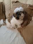 Shih tzu z rodowodem