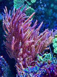 Koralowiec Gorgonia Czerwona